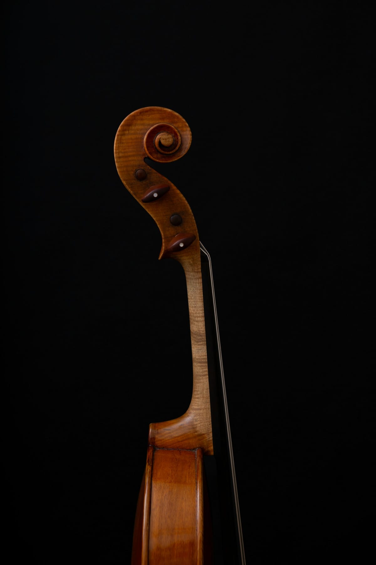 Close detail of a stringed instrument scroll and pegbox under soft studio lighting